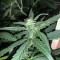 Amphetamine Auto (Cream of the Crop Seeds) Cannabis-Samen