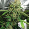 Special Queen #1 (RQS) Cannabis-Samen