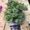 Jack-Matic Auto (Blackskull Seeds) Cannabis-Samen