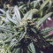 Californian Orange (Dutch Passion) Cannabis-Samen