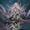 Deep Purple regular (TGA Subcool Seeds / SubCool’s The Dank) Cannabis-Samen