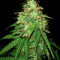 Girl Scout Cookies Auto (Original Sensible Seeds) Cannabis-Samen