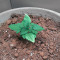 Gorilla (GG#4 Original Glue) (Expert Seeds) Cannabis-Samen
