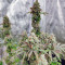 Grand Daddy Purp regular (Grand Daddy Purp) Cannabis-Samen