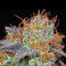 Grandaddy Banner (Big Head Seeds) Cannabis-Samen