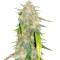 Julies Cookies (Big Head Seeds) Cannabis-Samen