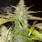 Northern Lights (White Label) Cannabis-Samen