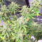Pakistan Chitral Kush Standard (Ace Seeds) Cannabis-Samen