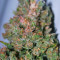 Pure Africa (Original Sensible Seeds) Cannabis-Samen