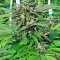 Sapphire OG (Humboldt Seeds Organization) Cannabis-Samen