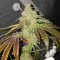 Sherbet Queen strain