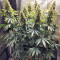 Thai Chi (Ace Seeds) Cannabis-Samen