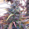 Thai Chi (Ace Seeds) Cannabis-Samen