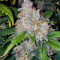 Z Auto (Original Sensible Seeds) Cannabis-Samen