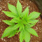 Blue Sunset Sherbert feminisierte Samen (Barney's Farm)