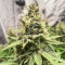 Critical Amnesia feminisierte Samen (AlphaFem Seeds)