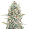 Hawaii Maui Waui (Nirvana Seeds) Cannabis-Samen