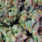 Pure Kush (GHS) Cannabis-Samen