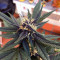 Purple Bud (White Label) Cannabis-Samen