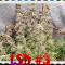 LSD Cannabis-Samen Kaufen