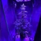 Tangie'matic Auto (Fast Buds) Cannabis-Samen zu verkaufen