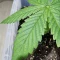 Tangie'matic Auto (Fast Buds) Cannabis-Samen zu verkaufen