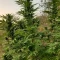 Eleven Roses (Delicious Seeds) Cannabis-Samen zu verkaufen