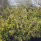 Tangerine Dream Auto (Barney's Farm) Cannabis-Samen zu verkaufen