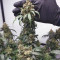 Original Auto Amnesia Haze (Fast Buds) Cannabis-Samen zu verkaufen