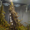 Z OG Auto (Barney's Farm) Cannabis-Samen zu verkaufen