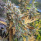 Blueberry OG Cannabis-Samen Kaufen