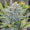 Cherry Pie (Female Seeds) Cannabis-Samen