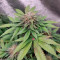 Banana Sherbet Cannabis-Samen Kaufen