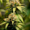 Amnesia Cannabis-Samen Kaufen