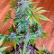Skunk #1 (Sensi Seeds) Cannabis-Samen zu verkaufen