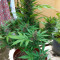 Candy Dawg Autoflower Cannabis-Samen Kaufen