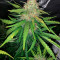 Original Auto Cheese Cannabis-Samen Kaufen