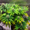 Amnesia Lemon Cannabis-Samen Kaufen