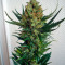Sensi Star (Paradise Seeds) Cannabis-Samen