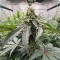 All The Sauces R1 (Ethos Genetics)