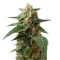 Amnesia Haze XL Auto (Zambeza Seeds) Cannabis-Samen
