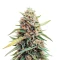 Auto Gelato (Female Seeds) Cannabis-Samen