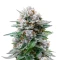 Banana Fumes (Original Sensible Seeds)