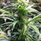 Blue Dream Feminized (Garden of Green)