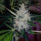 Blueberry Glue Auto (Expert Seeds) Cannabis-Samen