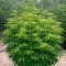 Green Monster Auto (Zambeza Seeds) Cannabis-Samen