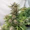 Humboldt Dream Autoflower feminisierte Samen (Humboldt Seed Company)