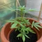 Quick One Auto (RQS) Cannabis-Samen