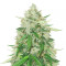 Royal Gorilla Automatic (RQS) Cannabis-Samen