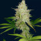 Shogun (RQS) Cannabis-Samen